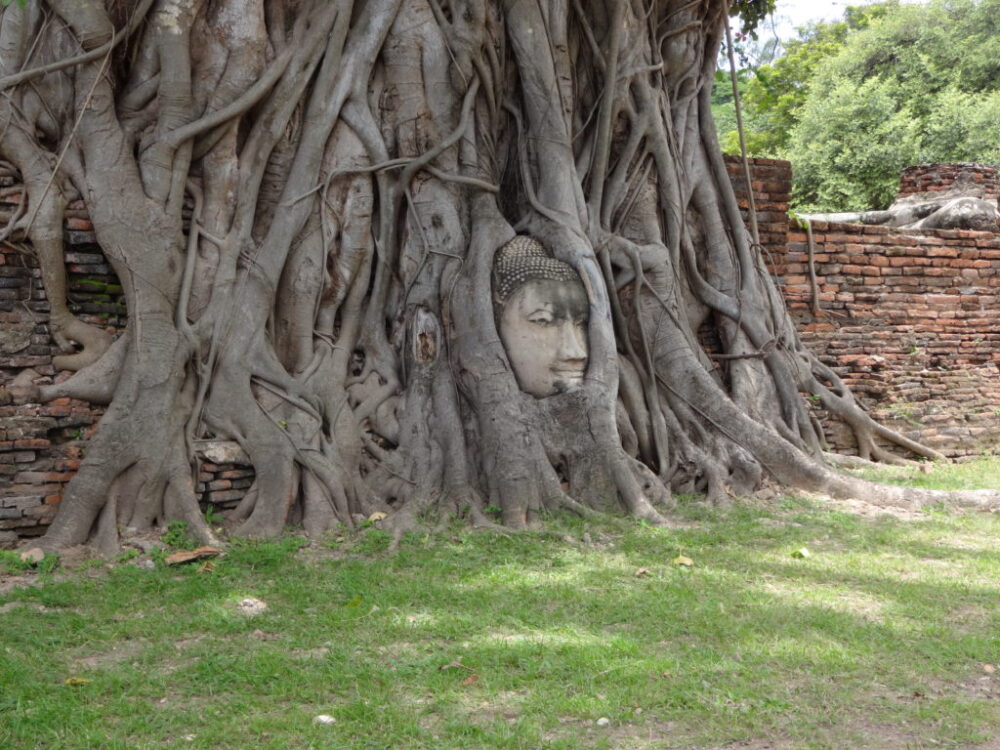 木の根に埋め込まれた仏像