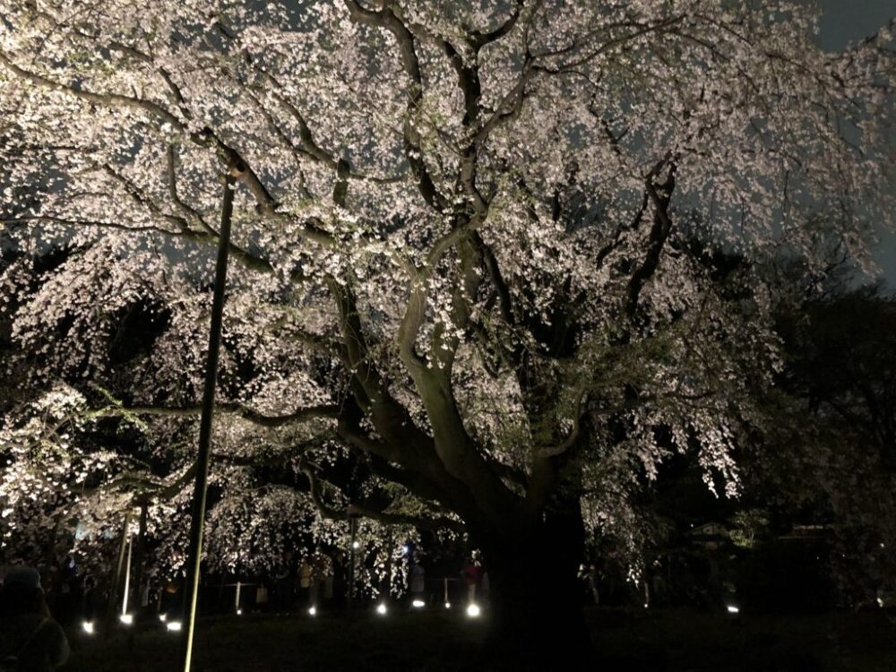 六義園の夜桜見物、ライトアップされた「しだれ桜」鑑賞レビュー 