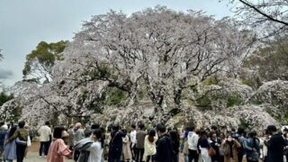 六義園「しだれ桜」の魅力とライトアップイベント情報 