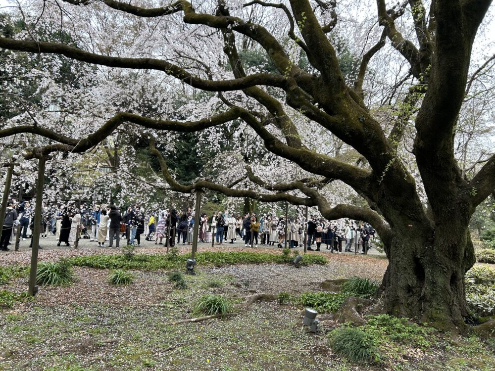 しだれ桜ローアングル