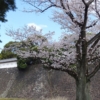 皇居と桜