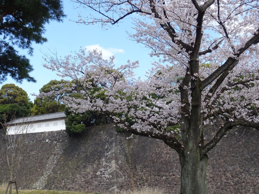 【春季】皇居乾通り一般公開「桜の通り抜け」のレビュー