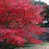 【秋季】皇居乾通り一般公開、「紅葉の通り抜け」は12月初旬が見頃
