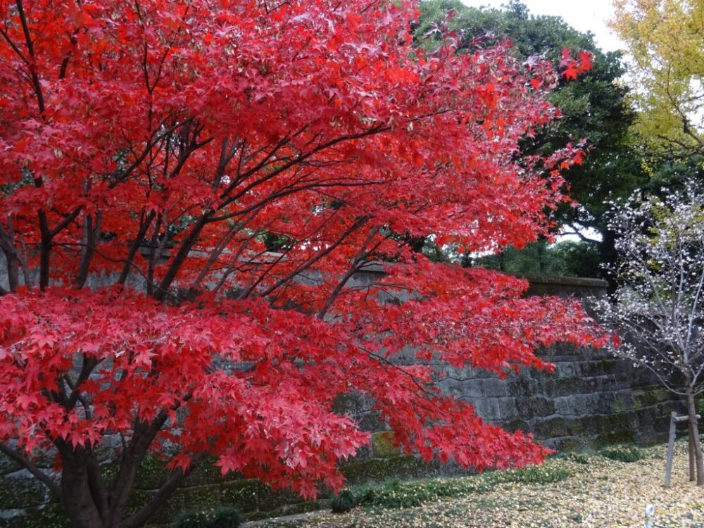 【秋季】皇居乾通り一般公開、「紅葉の通り抜け」は12月初旬が見頃 
