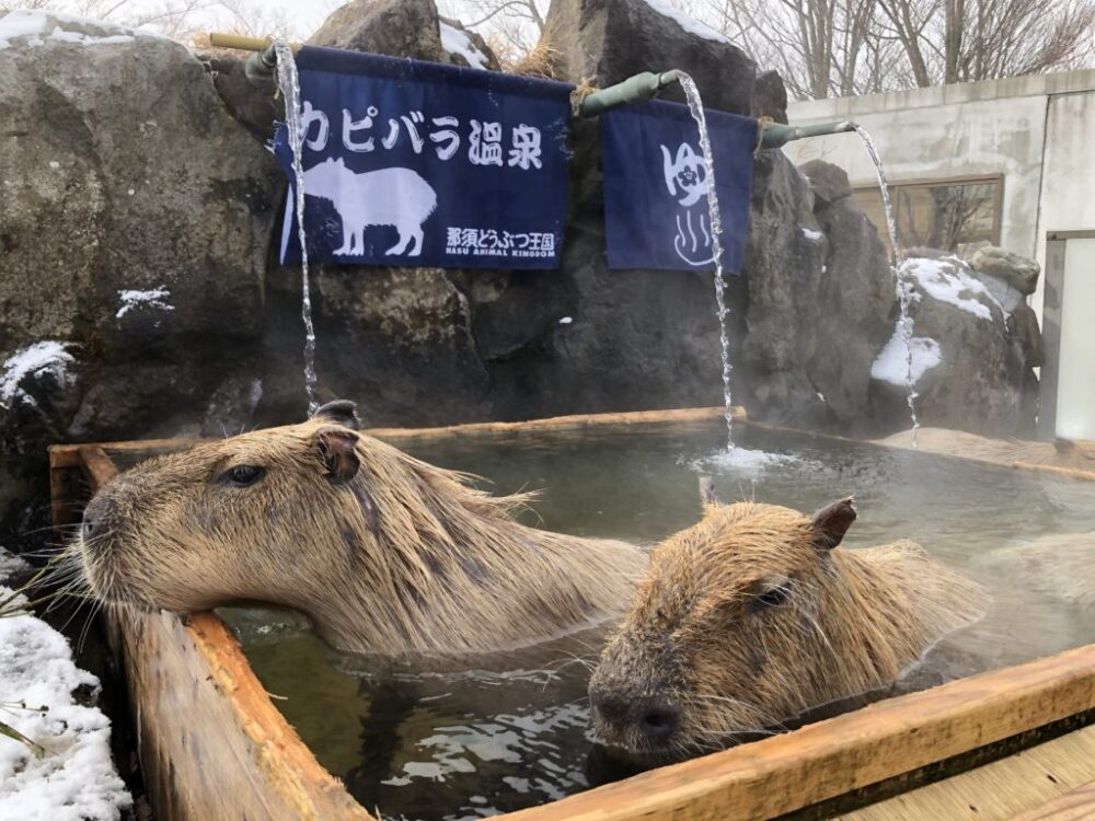 冬の風物詩 カピバラ温泉 のある関東エリアの動物園３選 みけねこ旅情報