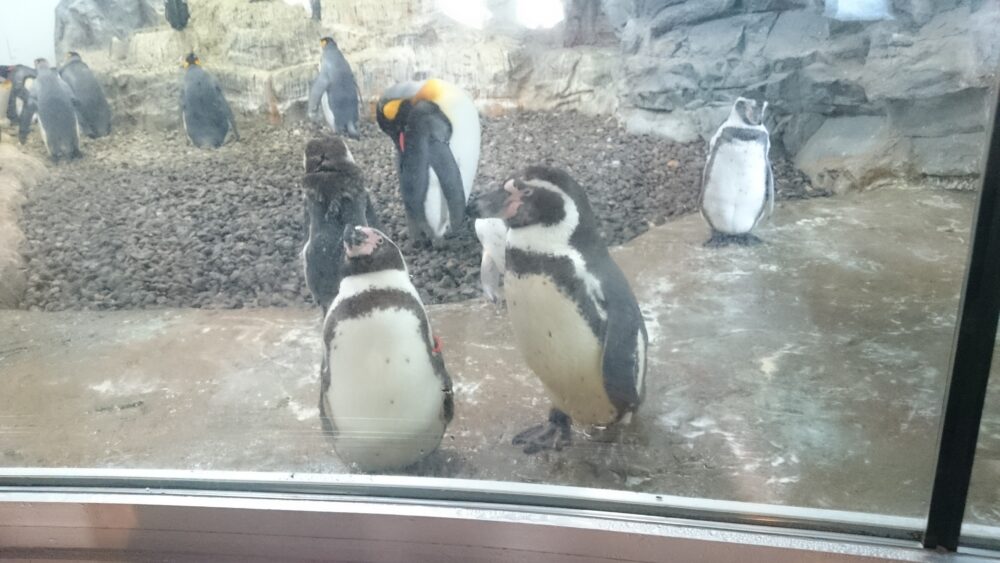 ペンギン館その１