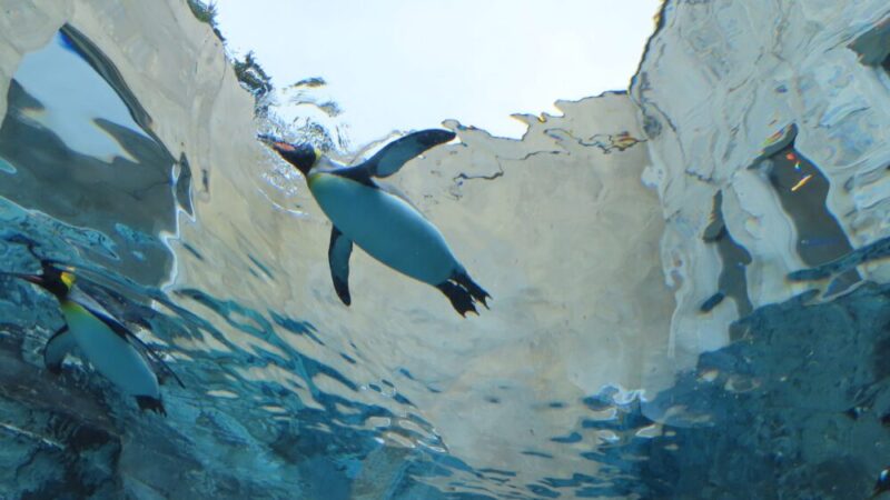 旭山動物園の何がすごい？ペンギンの水中トンネルと散歩イベントを解説 