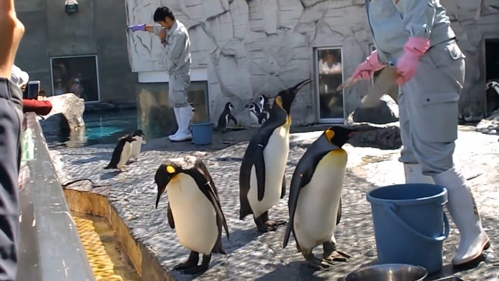 ペンギンのもぐもぐタイム