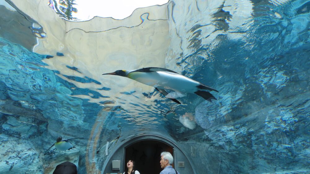 ペンギンの水中トンネル