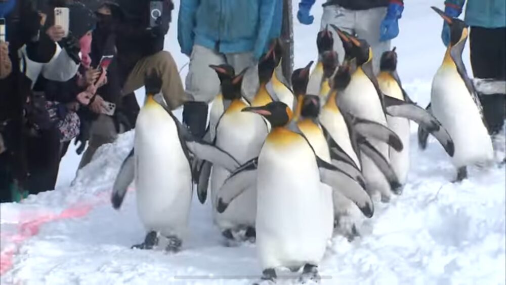 ペンギンの散歩