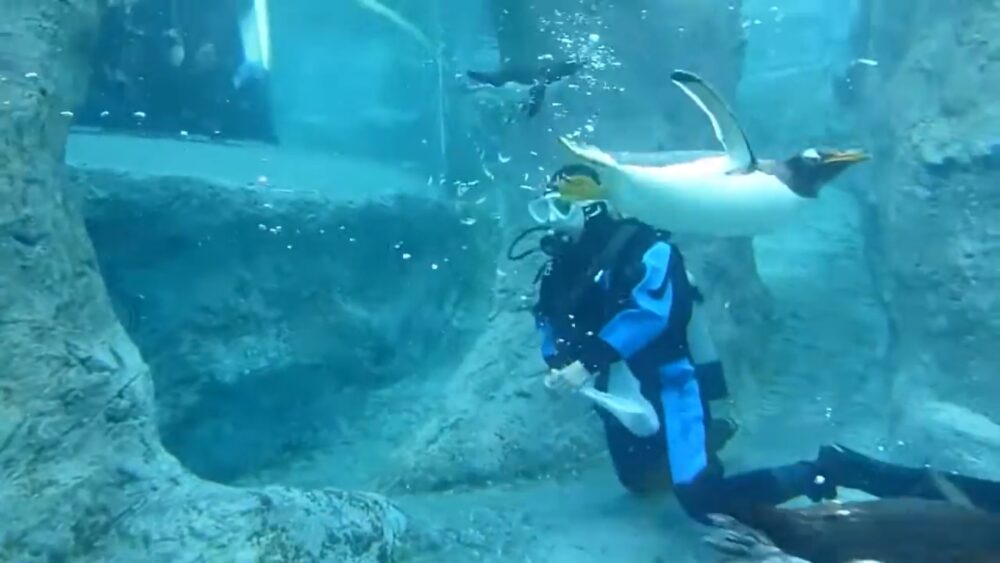 スキューバ給餌