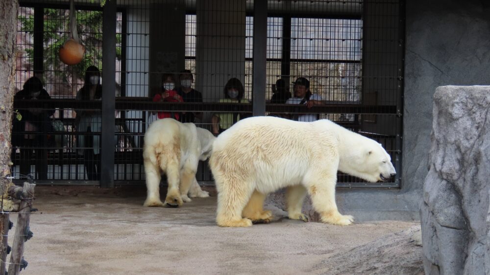 旭山動物園のホッキョクグマ