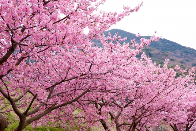 ほぼ満開の河津桜