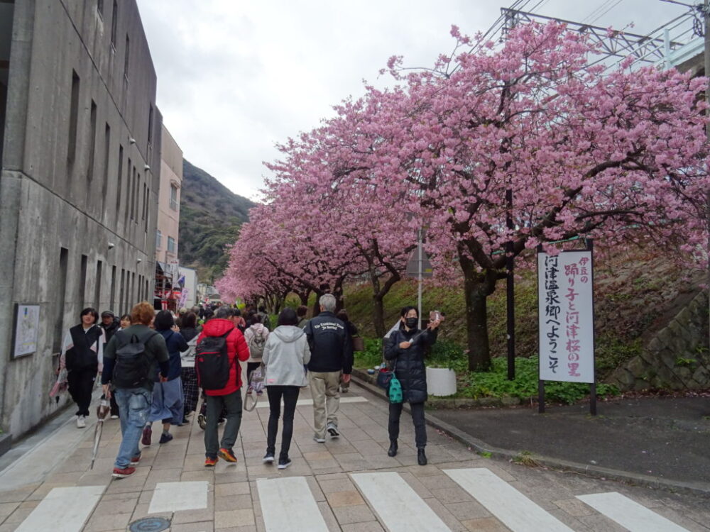 駅前どおりの桜