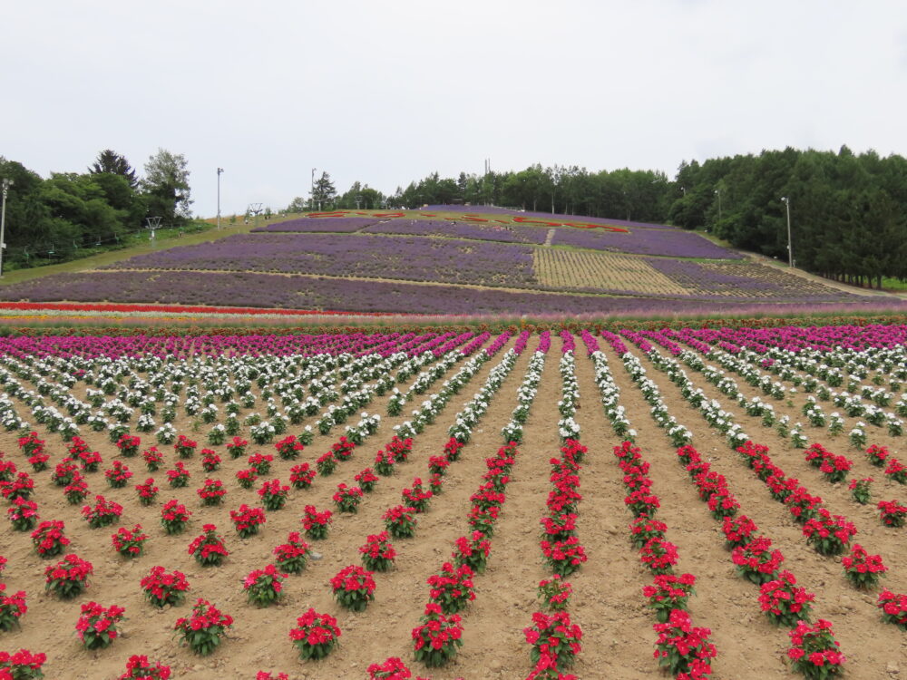 北星山ラベンダー園