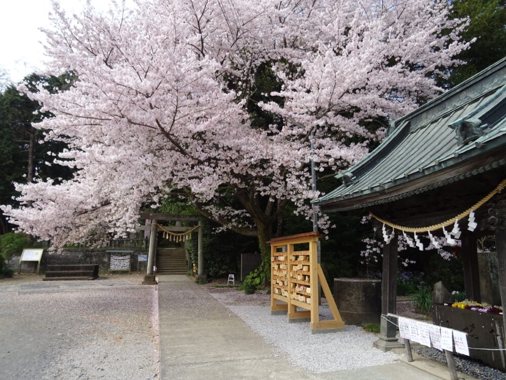 前玉神社の桜